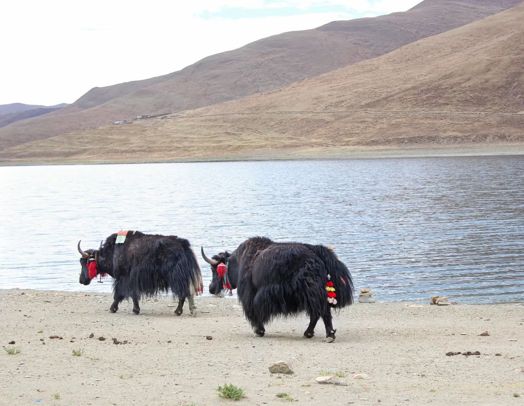 雪域西藏，此生必駕—— 自由炮護航！